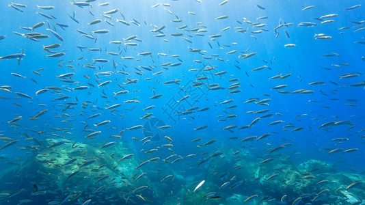 深蓝大洋中的鱼汤礁浮潜热带图片
