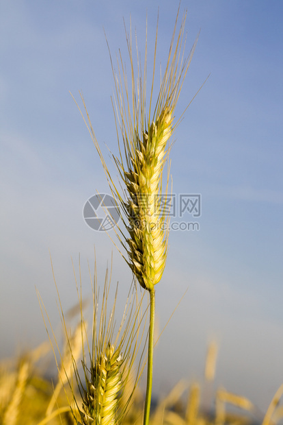 夏天栽培食物欧洲农业田拥有美成熟干燥的谷物为收获欧洲农业田而成熟的粮食作物图片