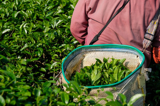 文化爬坡道绿茶芽在篮子中叶而名人收获茶叶种植园自然背景栽培图片