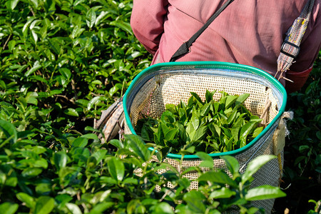 人们亚洲绿茶芽在篮子中叶而名人收获茶叶种植园自然背景夏天图片