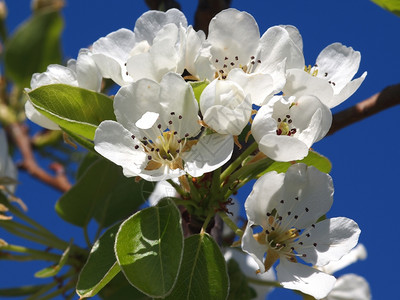 公园分支蓝色背景的美丽白水果花朵梨图片