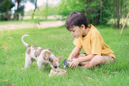 一个棕色的头发男孩穿着黄衬衫从罐子里倒山羊角牛奶在户外草坪上可爱的小狗杯子里动物晚餐营养图片