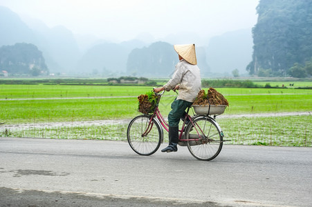 乡村的在越南旅游地和目的NinhBinh稻田打工的骑自行车身戴同牙帽的越南妇女工人自然图片