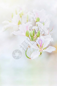 花的草本纯白瓣有紫和粉色斑点兰花树朵在背景中模糊不清软对花瓣的着意是柔软焦点舒适图片