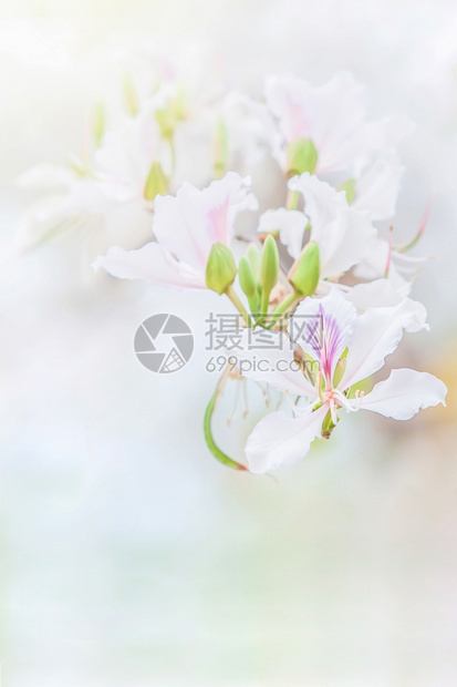 花的草本纯白瓣有紫和粉色斑点兰花树朵在背景中模糊不清软对花瓣的着意是柔软焦点舒适图片