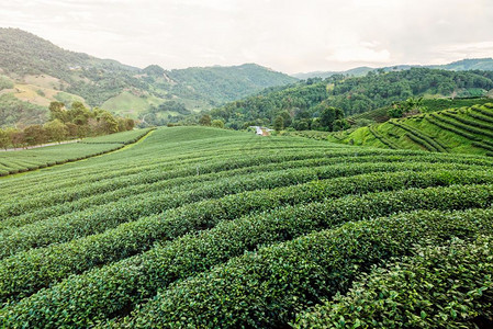 清莱ChiangRai是泰国北部著名的旅游景点在DoiMaeSaloong的夜间阳光下山上的绿色茶叶种植园美丽的自然景观这是泰国图片