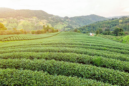 农场风景优美业清莱ChiangRai是泰国北部著名的旅游景点在DoiMaeSaloong的夜间阳光下山上的绿色茶叶种植园美丽的自图片