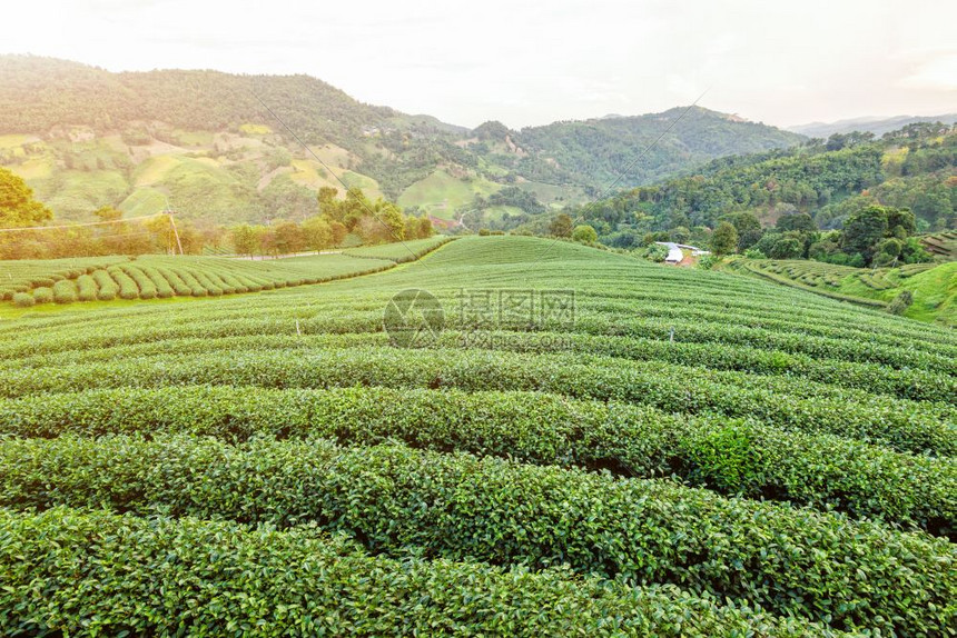 农场风景优美业清莱ChiangRai是泰国北部著名的旅游景点在DoiMaeSaloong的夜间阳光下山上的绿色茶叶种植园美丽的自图片