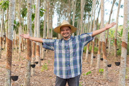 排集景观亚洲农民男子业夫在橡胶树种植园中快乐天然胶片上挂着橡树这是为泰国工业用白奶色天然橡胶收获的农业作物在泰国农民业种植橡胶树图片