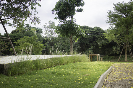 绿色美丽的家庭花园树木和绿草库存照片美丽的家庭花园树木和绿草衬套泰国图片