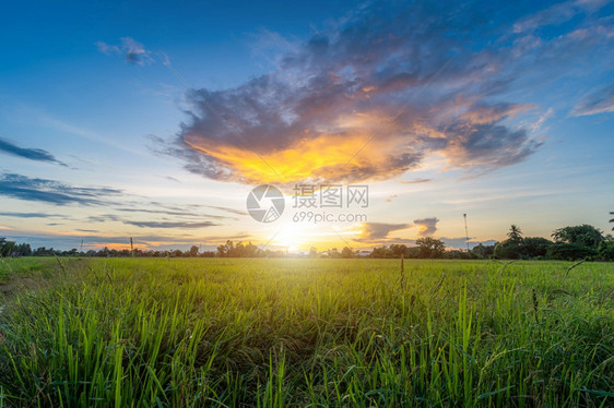 蓝色的农场大稻田绿草风景观有田地玉米或在亚洲农业收获中蓝天晚夕幕背景青云飞亮黄丰收草地图片