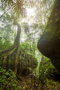 景观绿色天气泰国Phitsanulok的Phuhinrongkla公园NakhonThai区热带雨林风景雾气候图片