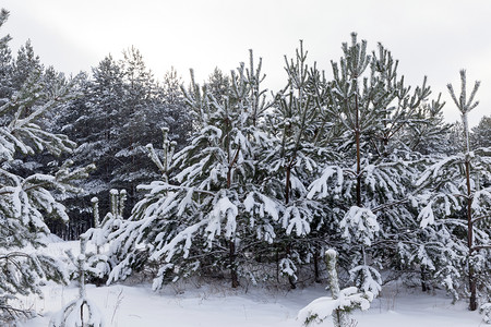 场景白雪皑环境的冬季在雪中种植青春松树在冬天大雪降之后在冬天的雪下图片