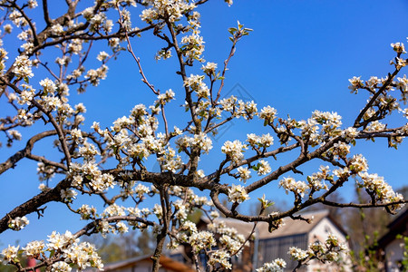 美丽园艺在春天的花里一朵苹果树的娇嫩雪白花瓣映衬着蓝天房子的屋顶模糊有选择地聚焦好的图片
