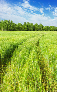 粮食旅行轮子拖拉机经过绿色大麦田在俄罗斯沃洛格达地区夏季蓝色天空下的地平线上树木间消失有选择的聚焦点图片