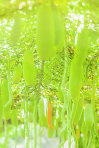 一片绿色装饰植物图片