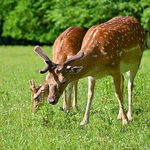 麈休耕小鹿Damadama美丽的自然背景与动物森林和日落布尔诺捷克欧洲动物自然哺乳降压图片