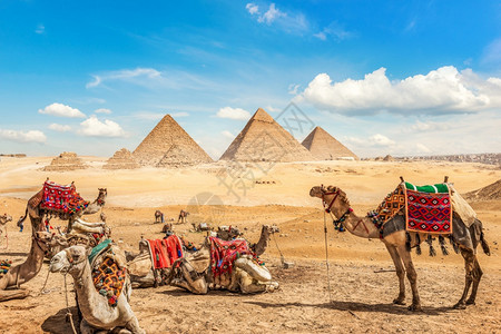 建造城市吉萨骆驼家庭在扎族和金字塔大附近休息图片