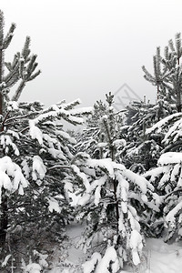 保护森林中的松树在阴云多的气候中灰色天空和冬季时间下雪后的常绿树木图片