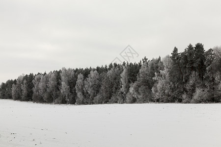 灰蒙冬季雪在下后出现冬季的雪流在天飘动季文化节图片