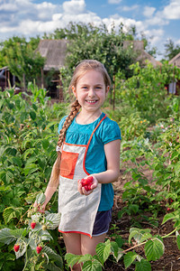 自然分支Childrenrsquos采摘树莓一个可爱的小女孩在有机树莓农场收集新鲜水果孩子们园艺和采摘浆果孩子吃成熟健康的浆果C图片