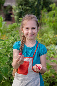 花园新的Childrenrsquos采摘树莓一个可爱的小女孩在有机树莓农场收集新鲜水果孩子们园艺和采摘浆果孩子吃成熟健康的浆果C图片