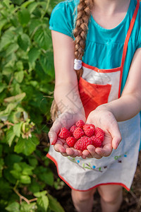 销售甜点生长Childrenrsquos采摘树莓一个可爱的小女孩在有机树莓农场收集新鲜水果孩子们园艺和采摘浆果孩子吃成熟健康的浆图片