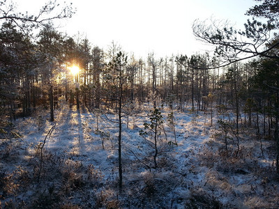 天气下雪的户外在拉托维亚CenaMoorland由小松树和草原植被所种的美丽雪状沼泽中阳光照亮的夜雨林这些树木在小松下生长图片
