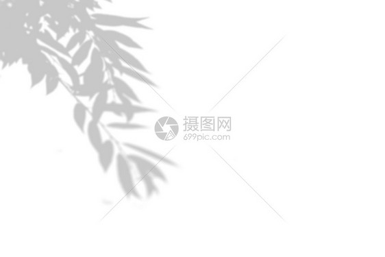 为了信白墙上阴影树的夏季背景白色和黑用于叠加照片或模型白墙上阴影树的夏季背景白色和黑用于叠加照片或模型树叶图片