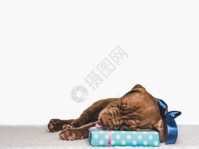 兽医喜庆的睡眠可爱小巧克力颜色和喜悦盒绑在弓上近身孤立的背景摄影工作室照片顾教育服从训练养宠物年轻迷人的小狗和节日箱图片