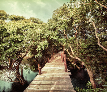 漂浮的柬埔寨千磅Phluk村附近红树雨林森上木桥的热带丛林地貌以古老风格呈现图象美丽的季节图片