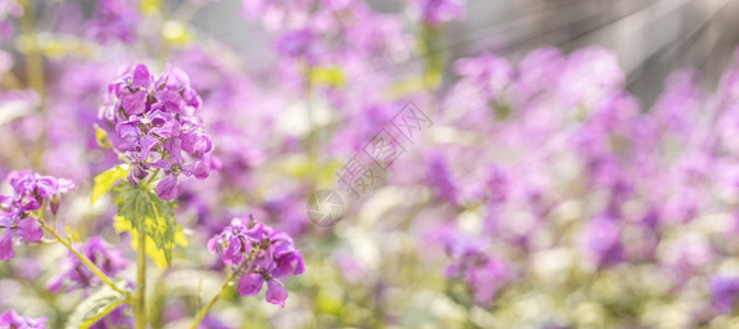 花朵蓬松的全景观赏春光背艺术与紫罗兰露丽雅诚实开花之春节紧闭浅草地深处的原公园图片