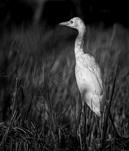 明亮的白色埃格雷特鸟近身单色画像照片Egret早上在稻田中行走喙夏天图片