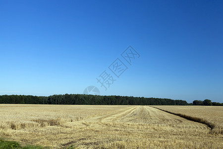 剩余的青贮饲料根收割作物小麦或有黑的农耕田后有新鲜碎块的农田图片