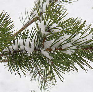 小枝堕落第一个雪树覆盖着第一个雪树下的落之风暴图片