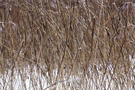 一种冬季雪在下后出现冬季的雪流在天飘动季环境降雪图片