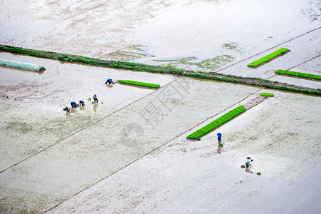 传统的白饭阳台越南NinhBinh明雾中农夫叉耕田稻的令人惊叹全景越南旅行地貌和目的图片