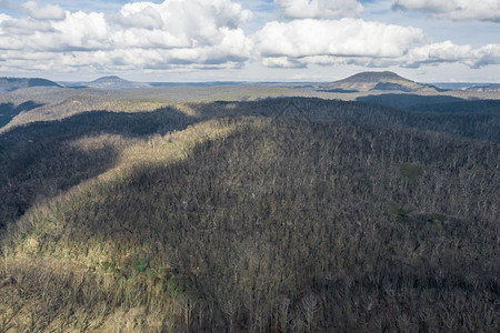 气候云天线澳大利亚蓝山森林严重野火后再生的空中观风景澳大利亚青山图片