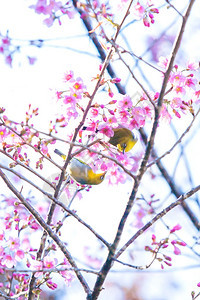 物种一对印度白眼夫妇或东方在樱花树枝上交配全盛开春季一对近身的鸟儿交配植物群东方的图片