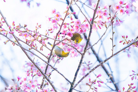 绽放一对印度白眼夫妇或东方在樱花树枝上交配全盛开春季一对近身的鸟儿交配花树木背景图片