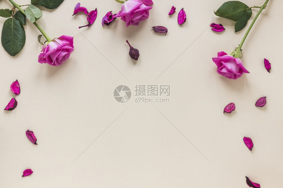 庆典浪漫开花粉红玫瑰配有瓣桌的朵清晰度和高品质的美丽光照粉红玫瑰花与瓣桌的朵高质量和清晰度的漂亮照片概念图片