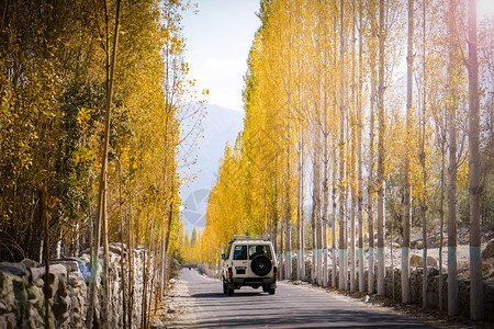 季节阳光山巴基斯坦GilgitBaltistan的Skardu秋天黄叶花木丛中有一辆汽车在通往Khaplu的路上行驶图片