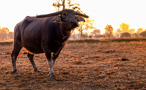 日落当地的泰国水牛站在稻田清晨阳光照耀东南亚的家禽水牛在野乡下的家畜动物辛皮水牛村不赖水牛美丽图片