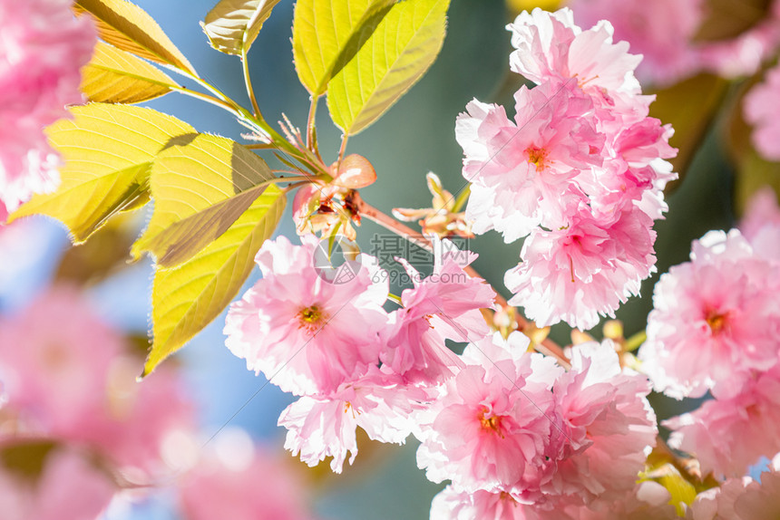 场地欧洲美丽的自然场景春樱桃树开花在秋春樱盛美丽的假日贺礼卡浅的田地TondSoft焦点深浅花的图片