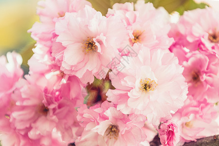 投标美丽的自然场景春樱桃树开花在秋春樱盛美丽的假日贺礼卡浅的田地TondSoft焦点深浅植物日本图片