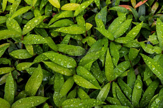 质地花冠在雨后红叶的PhotiniaglabraRobinpotinia上滴水花冠在园艺空间中美丽盛开有选择地聚焦生长公园图片