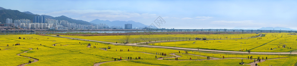生态的长在南韩釜山城的中东江河边人们享受着一朵大黄色的鲜花芸苔属图片