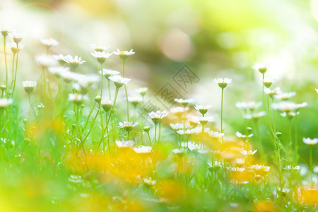 日出时花朵或菊春月朵明亮和美丽的白花以瓣为焦点开重菊科图片