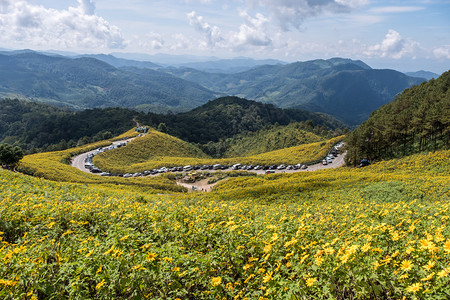 森林北方墨西哥向日葵田与泰国北部高山上旅行者对望墨西哥向日葵田景点的观察风图片