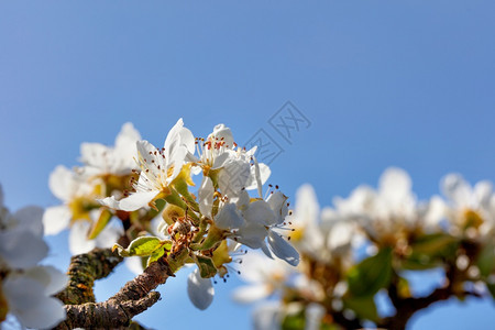 基辅绿色投标苹果树的鲜花瓣上面有雪白明亮的花朵和细小纹与蓝色天空对抗有选择地聚焦复制了空间中的白雪花瓣在阳光照耀的蓝天上紧贴着一图片